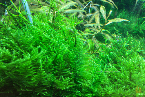 Taiwan Moos | Taxiphyllum alternans 'Taiwan Moss' | In Vitro Aquariummoos im Aquarium
