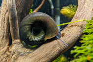Teich Posthornschnecke | Teich / Kaltwasser PHS | Planorbarius corneus