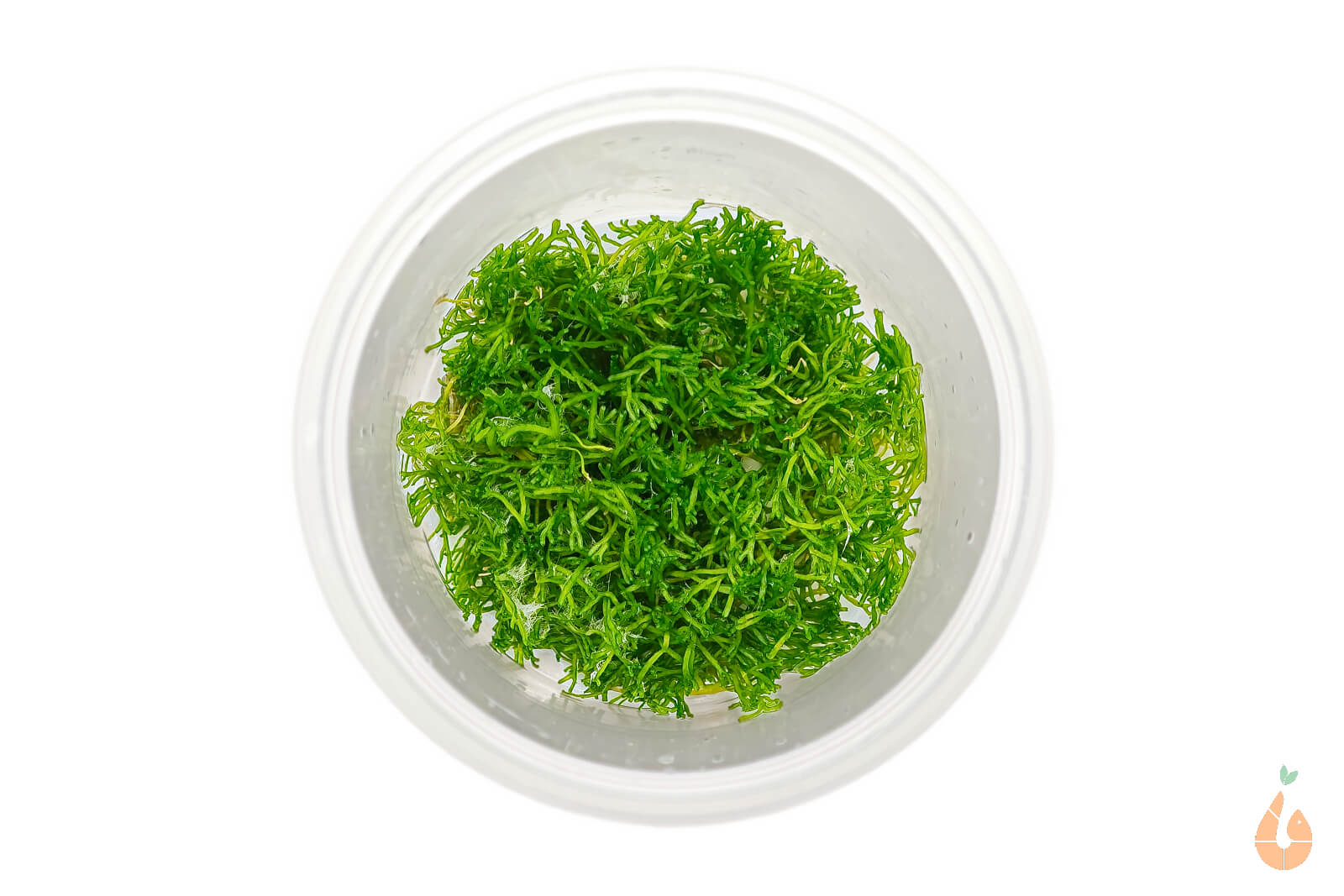 Teichlebermoos / Teichleber Moos | Riccia fluitans | In Vitro Aquariummoos