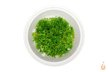 Lade das Bild in den Galerie-Viewer, Teichlebermoos / Teichleber Moos | Riccia fluitans | In Vitro Aquariummoos
