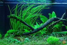 Lade das Bild in den Galerie-Viewer, Teichlebermoos / Teichleber Moos | Riccia fluitans | In Vitro Aquariummoos im Aquascaping Aquarium
