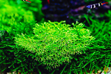 Lade das Bild in den Galerie-Viewer, Teichlebermoos / Teichleber Moos | Riccia fluitans | In Vitro Aquariummoos im Fischaquarium

