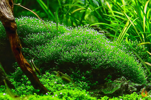 Teichlebermoos / Teichleber Moos | Riccia fluitans | In Vitro Aquariummoos im Garnelenaquarium