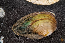 Lade das Bild in den Galerie-Viewer, Teichmuschel | Teich / Kaltwasser Muschel | Anodonta cygnea im Gartenteich mit Kies Bodengrund
