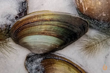 Lade das Bild in den Galerie-Viewer, Teichmuschel | Teich / Kaltwasser Muschel | Anodonta cygnea im Teich mit Sand Bodengrund
