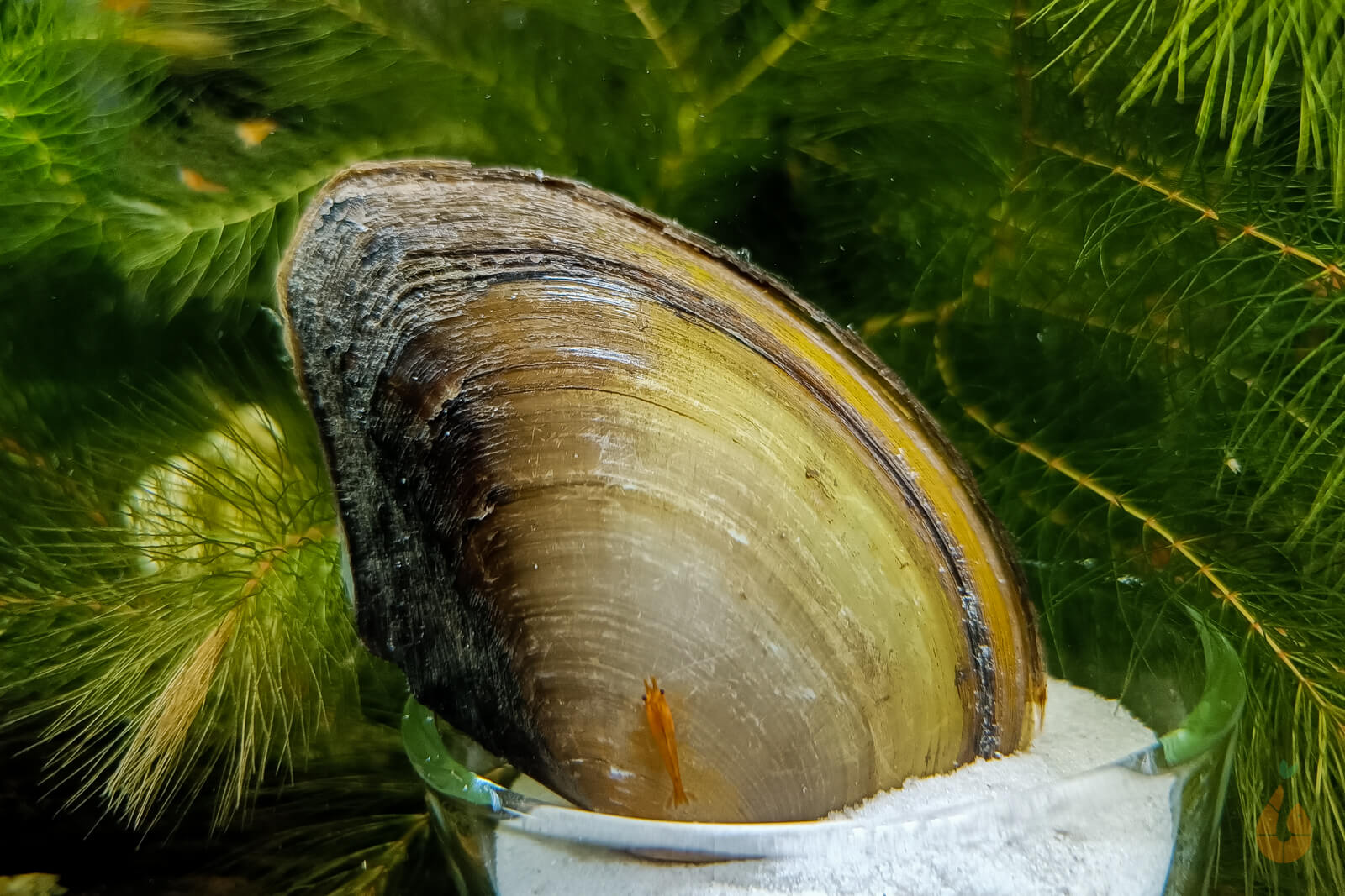 Tropische Süßwassermuschel | Aquarium Muschel | Pilsbryoconcha exilis