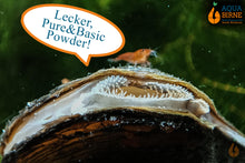 Lade das Bild in den Galerie-Viewer, Teichmuschel | Teich / Kaltwasser Muschel | Anodonta cygnea frisst Staubfutter
