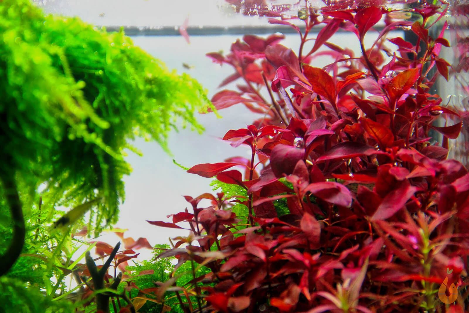 Tiefrote kleine Ludwigie | Ludwigia sp. 'Super Red Mini' | In Vitro Aquariumpflanze