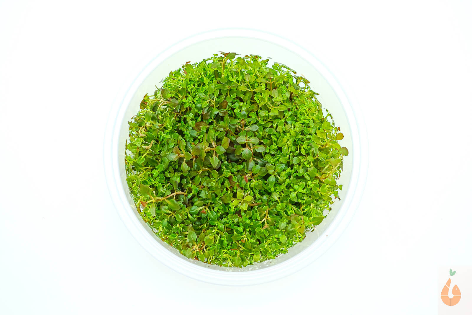 Tiefrote kleine Ludwigie | Ludwigia sp. 'Super Red Mini' | In Vitro Aquariumpflanze XL Becher
