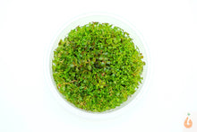 Lade das Bild in den Galerie-Viewer, Tiefrote kleine Ludwigie | Ludwigia sp. &#39;Super Red Mini&#39; | In Vitro Aquariumpflanze XL Becher
