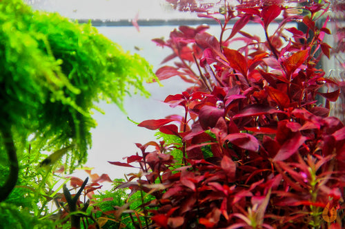 Tiefrote kleine Ludwigie | Ludwigia sp. 'Super Red Mini' | In Vitro Aquariumpflanze