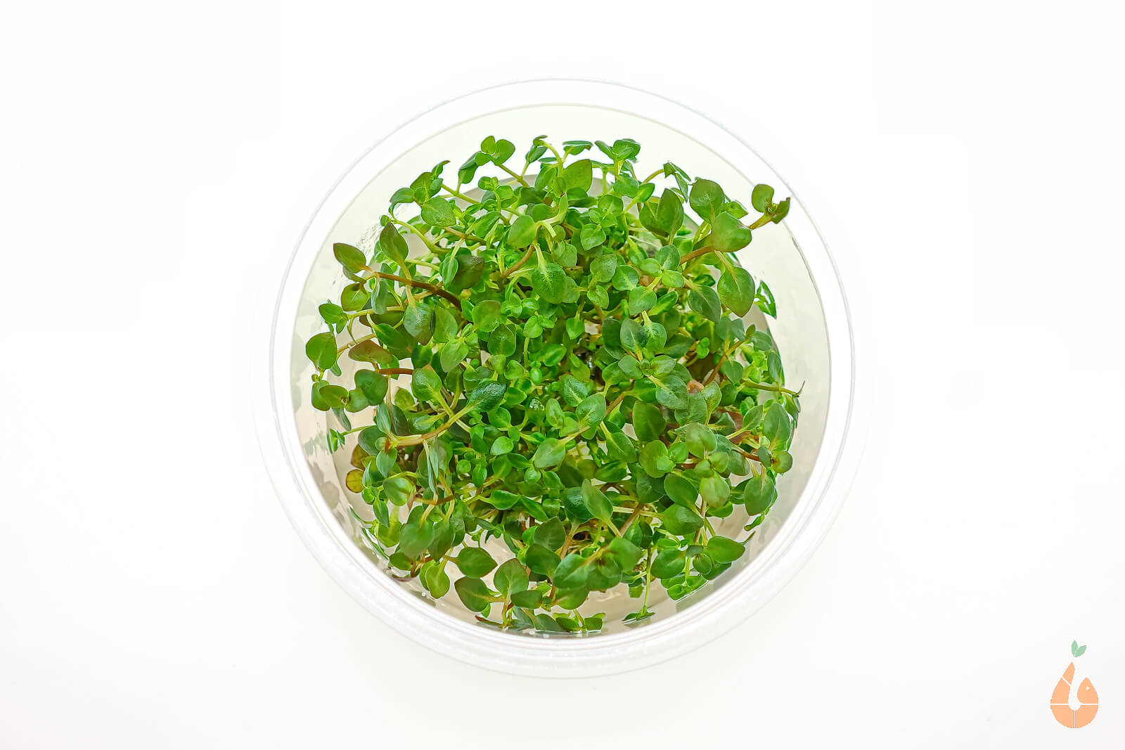 Tiefrote kleine Ludwigie  Ludwigia sp. 'Super Red Mini'  In Vitro Aquariumpflanze Kleiner Becher