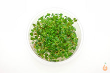 Lade das Bild in den Galerie-Viewer, Tiefrote kleine Ludwigie  Ludwigia sp. &#39;Super Red Mini&#39;  In Vitro Aquariumpflanze Kleiner Becher
