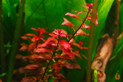 Tiefrote kleine Ludwigie | Ludwigia sp. 'Super Red Mini' | In Vitro Aquariumpflanze im Garnelenaquarium