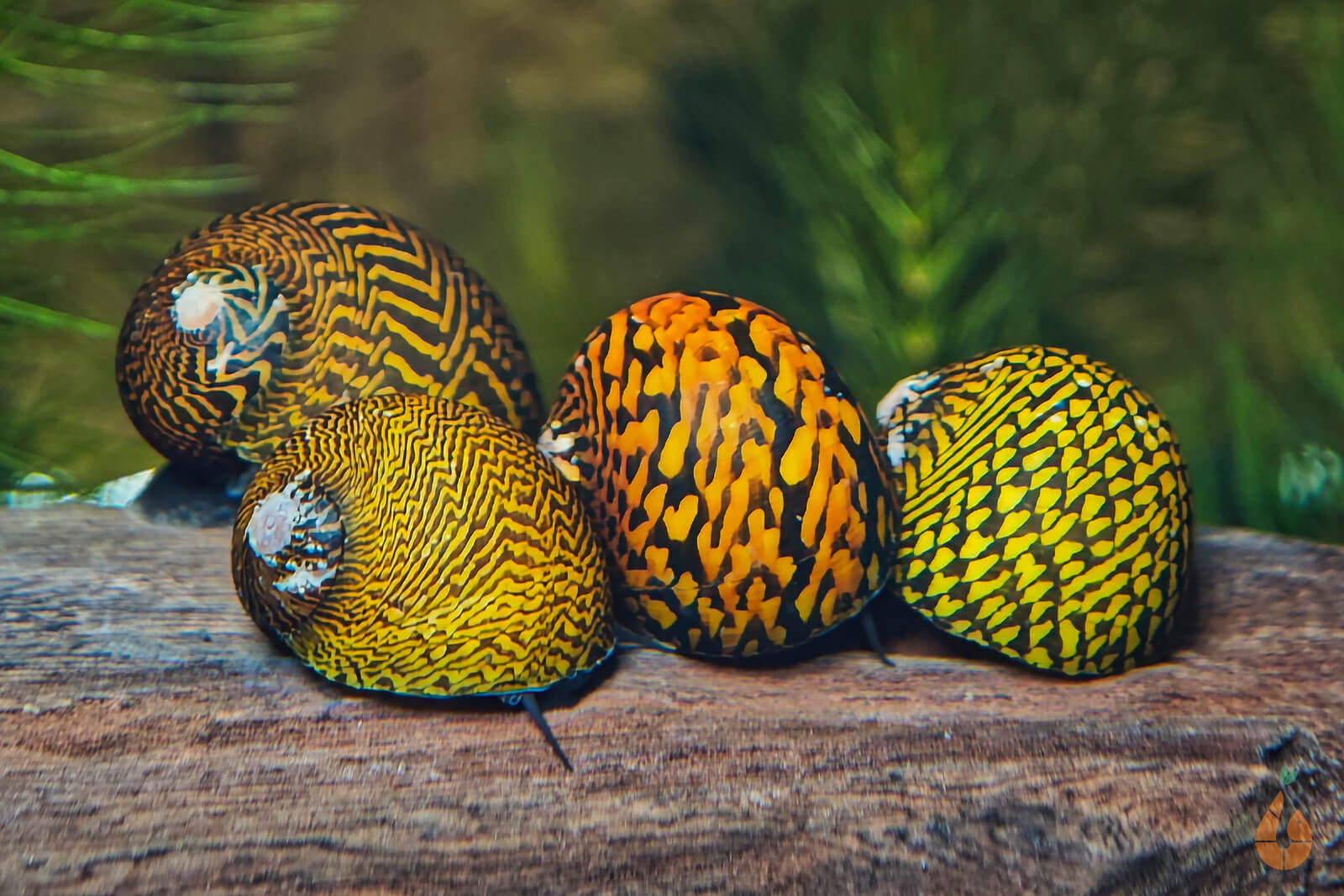 Tiger / Leopard Rennschnecke / Napfschnecke | Neritina sp. – Aqua-Birne