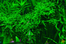Lade das Bild in den Galerie-Viewer, Trauerweidenmoos | Vesicularia ferriei &quot;Weeping Moos&quot; | In Vitro Aquariummoos im Garnelenaquarium
