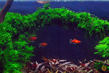 Lade das Bild in den Galerie-Viewer, Trauerweidenmoos | Vesicularia ferriei &quot;Weeping Moos&quot; | In Vitro Aquariummoos im Fisch Aquarium mit Wasserschnecken
