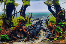 Lade das Bild in den Galerie-Viewer, Trauerweidenmoos | Vesicularia ferriei &quot;Weeping Moos&quot; | In Vitro Aquariummoos im Aquascape Aquarium
