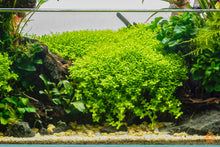 Lade das Bild in den Galerie-Viewer, Tweedies Perlkraut | Micranthemum 'Monte Carlo' | In Vitro Aquariumpflanze
