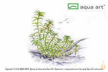 Lade das Bild in den Galerie-Viewer, Vietnam Sumpffreund | Limnophila sp. &#39;Vietnam&#39; | In Vitro Aquariumpflanze

