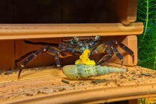 Lade das Bild in den Galerie-Viewer, Violette Matanokrabbe / Lila Unterwasserkrabbe | Lebt unter Wasser | Syntripsa matanensis im Garnelenaquarium

