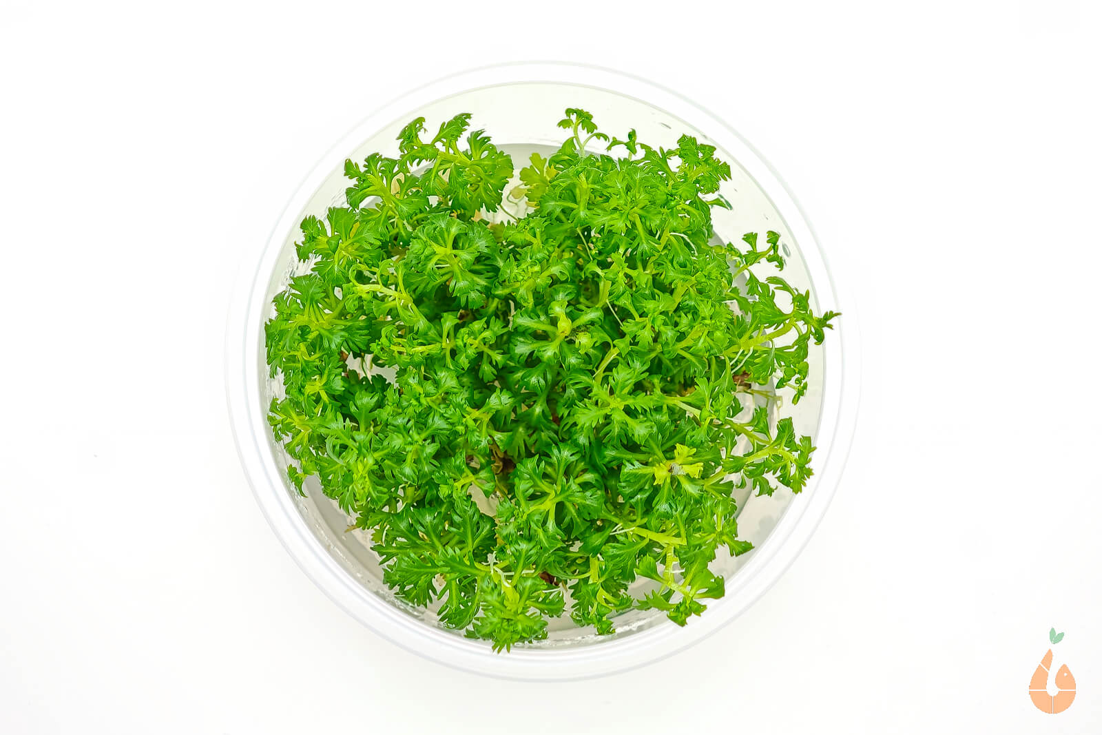Wasserfeder  Wasserprimel   Hottonia palustris  In Vitro Aquariumpflanze XL Becher