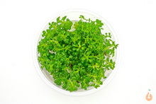 Lade das Bild in den Galerie-Viewer, Wasserfeder  Wasserprimel   Hottonia palustris  In Vitro Aquariumpflanze XL Becher
