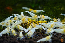 Lade das Bild in den Galerie-Viewer, White Angel Garnele / Weiße Caridina Garnele | Caridina sp. im Garnelenaquarium
