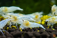Lade das Bild in den Galerie-Viewer, White Angel Garnele / Weiße Caridina Garnele | Caridina sp. im Aquascaping Aquarium
