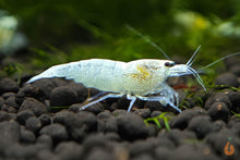 Lade das Bild in den Galerie-Viewer, White Angel Garnele / Weiße Caridina Garnele | Caridina sp.
