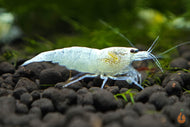 White Angel Garnele / Weiße Caridina Garnele | Caridina sp.