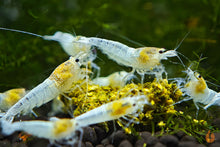 Lade das Bild in den Galerie-Viewer, White Angel Garnele / Weiße Caridina Garnele | Caridina sp. im Aquarium
