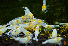 Lade das Bild in den Galerie-Viewer, White Angel Garnele / Weiße Caridina Garnele | Caridina sp. im Nanoaquarium
