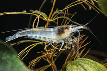 Lade das Bild in den Galerie-Viewer, Bunter Neocaridina Garnelen Party-Mix | Team SCHOTTLAND  | 10+1 &amp; kostenlose Probe für mein Nanoaquarium
