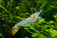 White Pearl Garnele / Weißperlengarnele | Neocaridina palmata 