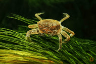 Zwergkrabbe / Zwergghost Unterwasserkrabbe | Lebt unter Wasser | Potamocypoda pugil im Aquarium
