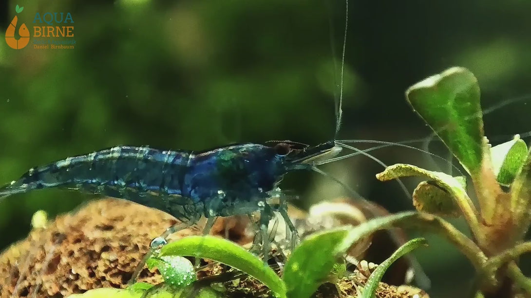 Spitzschlammschnecke - Yoda Schnecke | Lymnaea stagnalis frisst Hydras im Aquarium