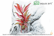 Lade das Bild in den Galerie-Viewer, Kleines Papageienblatt | Alternanthera reineckii &#39;Mini&#39; | In Vitro Wasserpflanze
