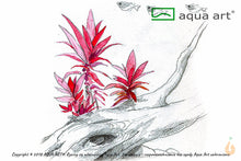 Lade das Bild in den Galerie-Viewer, Lilablättriges Papageienblatt | Alternanthera reineckii &#39;Purple&#39; | In Vitro Wasserpflanze
