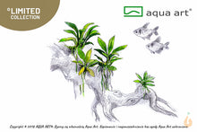 Lade das Bild in den Galerie-Viewer, Anubias sp. Pangolino | Zwergspeerblatt | In Vitro Aquariumpflanze
