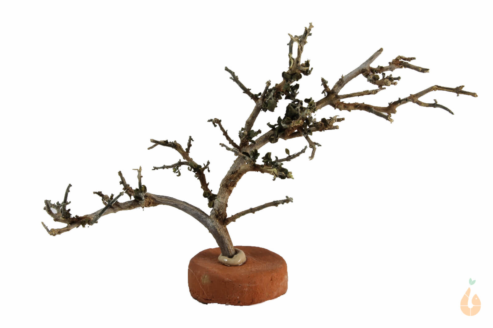 Garnelenbaum Nr.60 | 15x9x4cm (BxHxT)