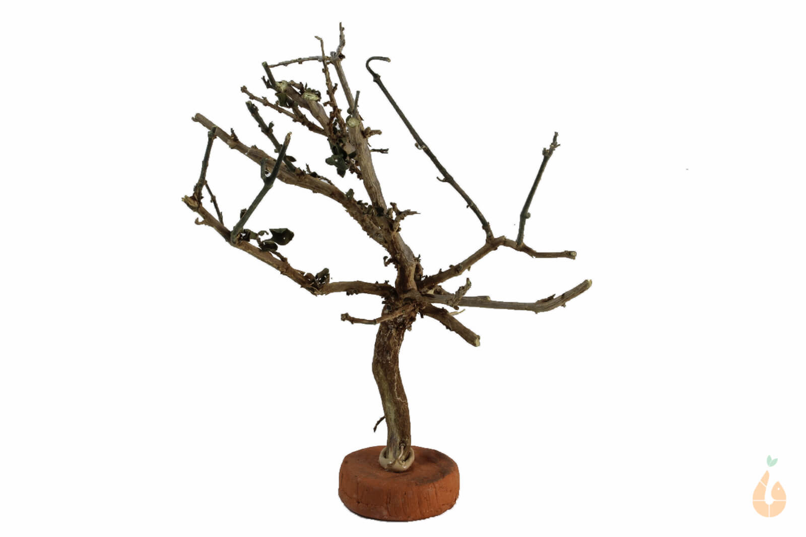 Garnelenbaum Nr.69 | 12x13x6cm (BxHxT)