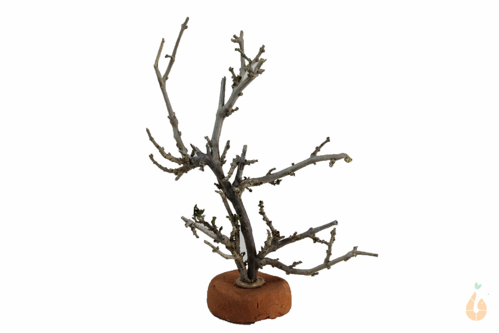 Garnelenbaum Nr.70 | 10x11x5cm (BxHxT)
