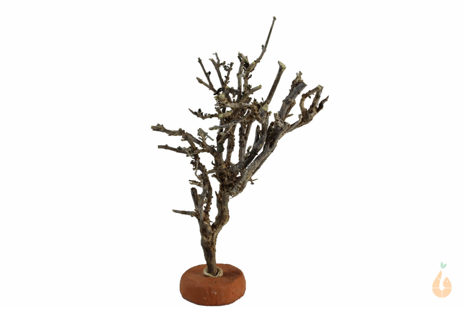 Garnelenbaum Nr.71 | 8x14x7cm (BxHxT)