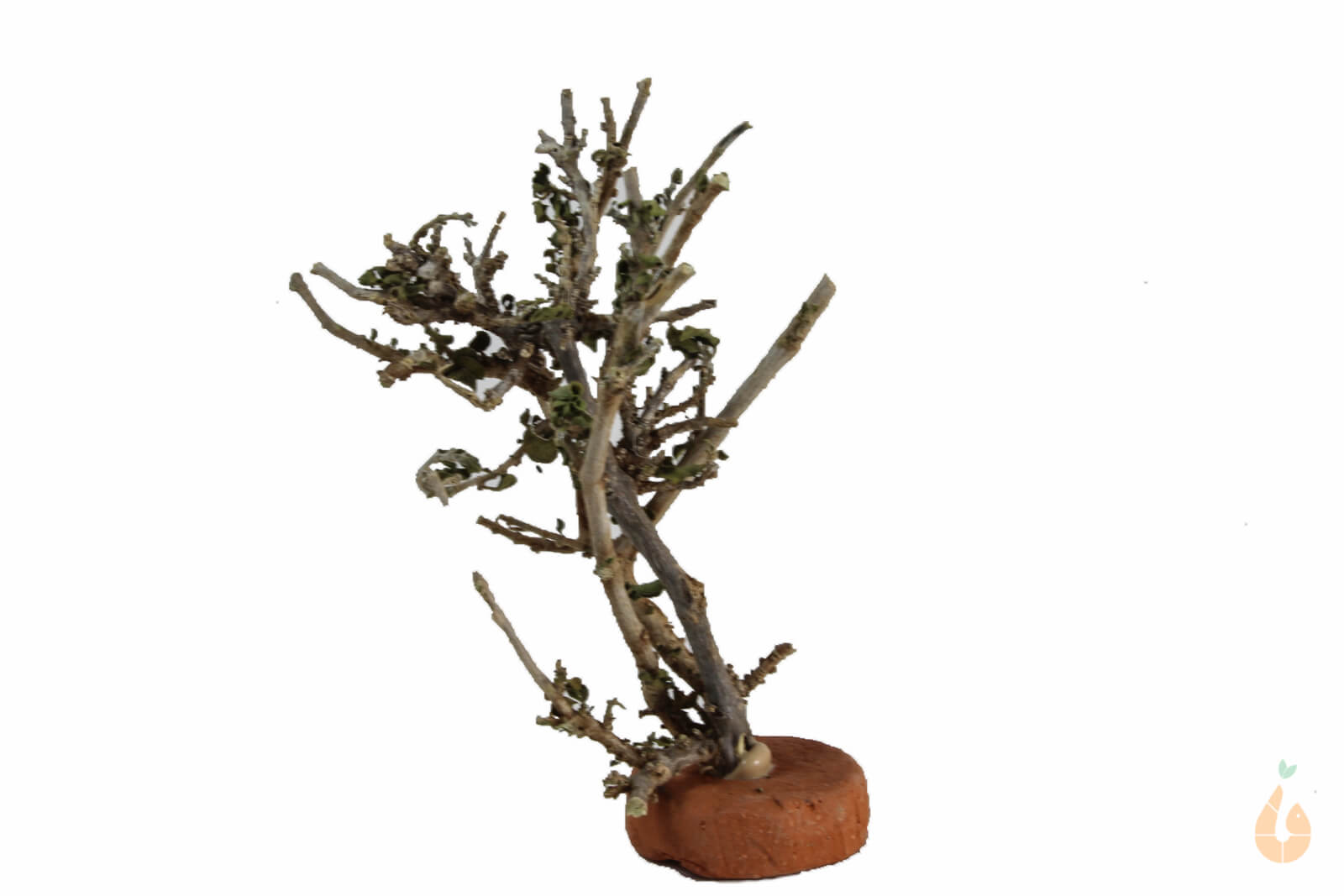 Garnelenbaum Nr.72 | 8x10x5cm (BxHxT)