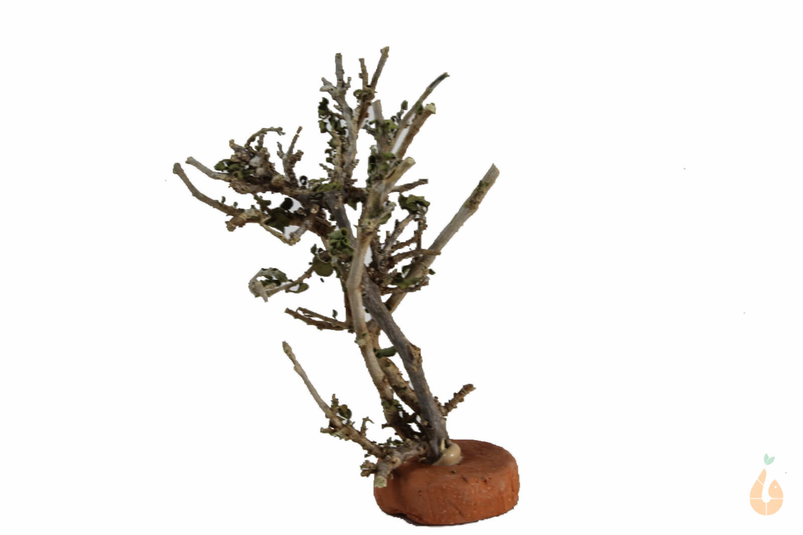 Garnelenbaum Nr.72 | 8x10x5cm (BxHxT)