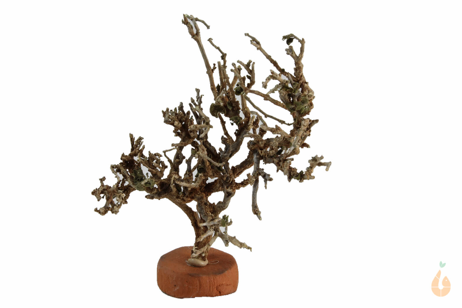 Garnelenbaum Nr.75 | 9x12x10cm (BxHxT)
