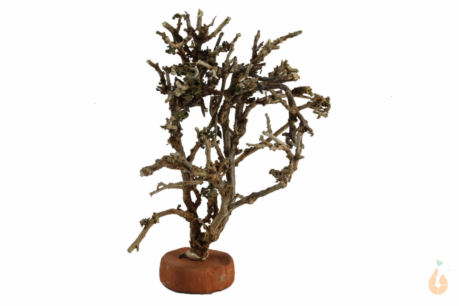 Garnelenbaum Nr.76 | 8x12x9cm (BxHxT)