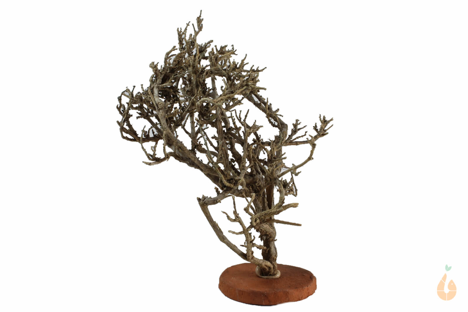 Garnelenbaum Nr.80 | 16x19x12cm (BxHxT)