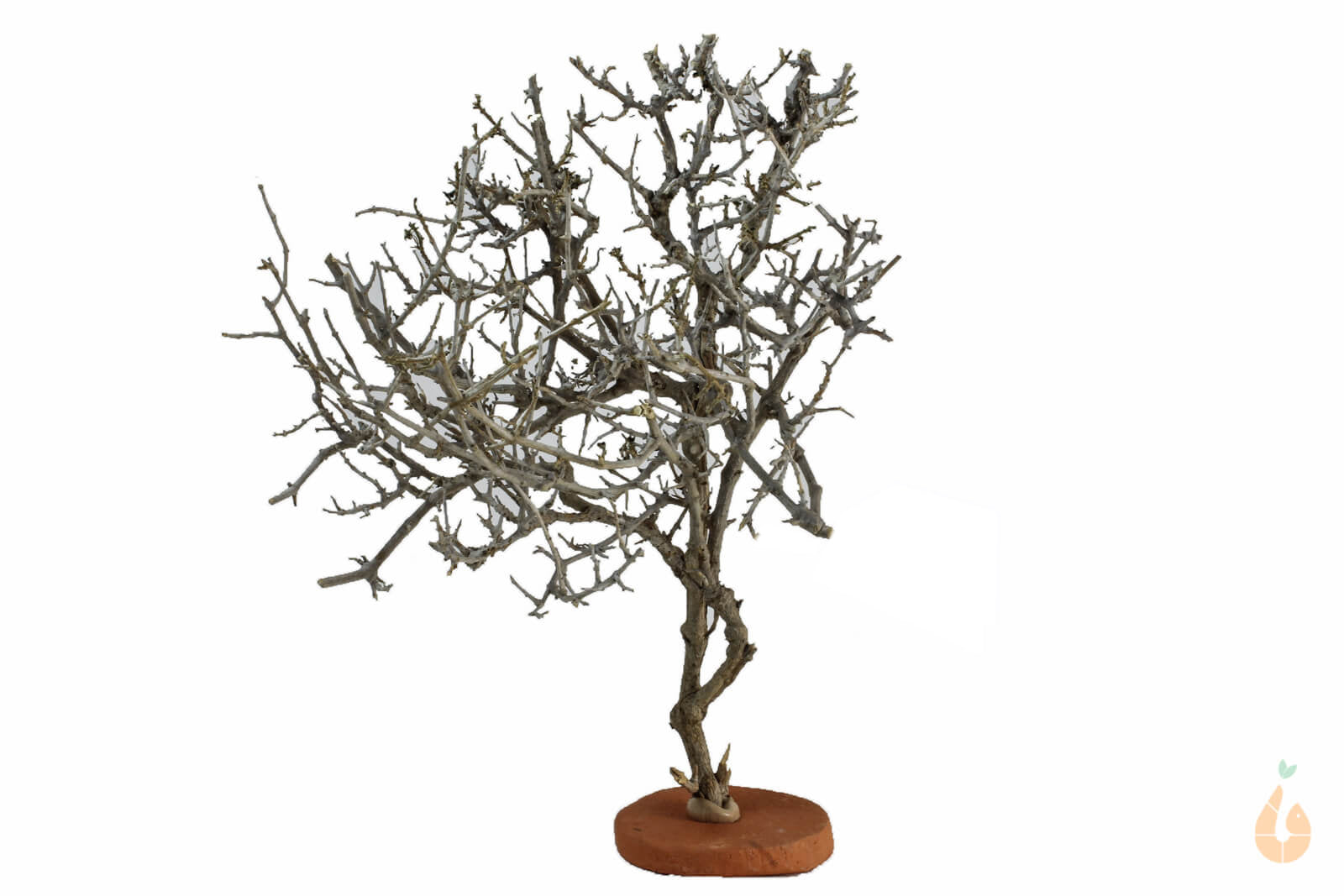 Garnelenbaum Nr.98 | 24x24x15cm (BxHxT)